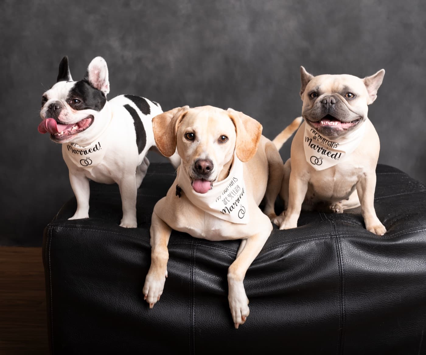 Tyler’s three dogs wearing “my humans are getting married” bandanas