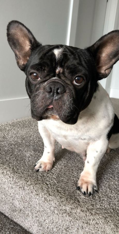 Paris, a black and white French Bulldog, looking up at the camera