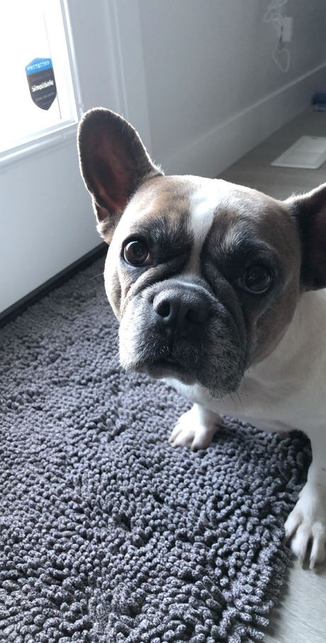 Stella, a cream and brindle French Bulldog, peeking up from a gray rug