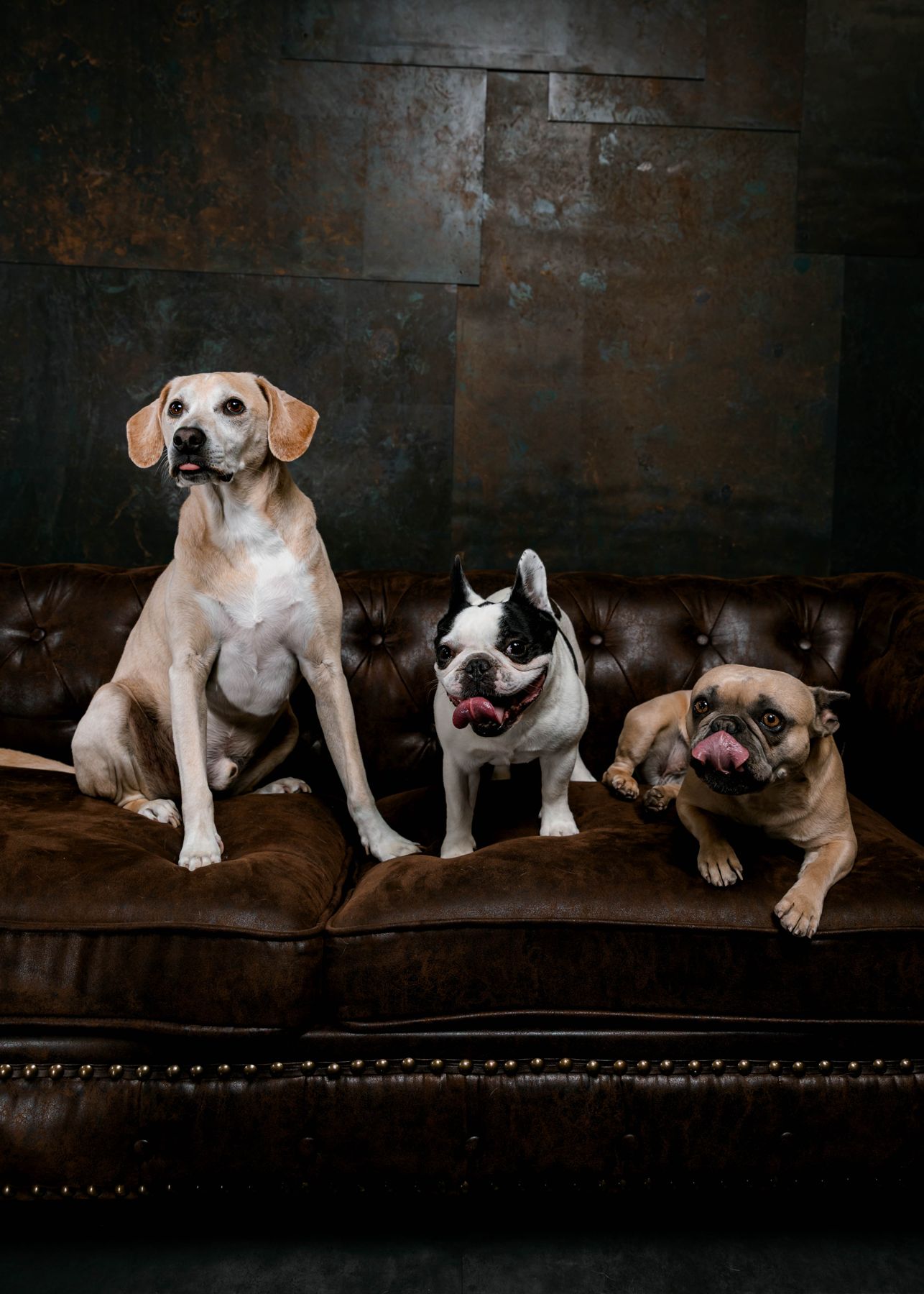 Tyler's three dogs on a leather sofa