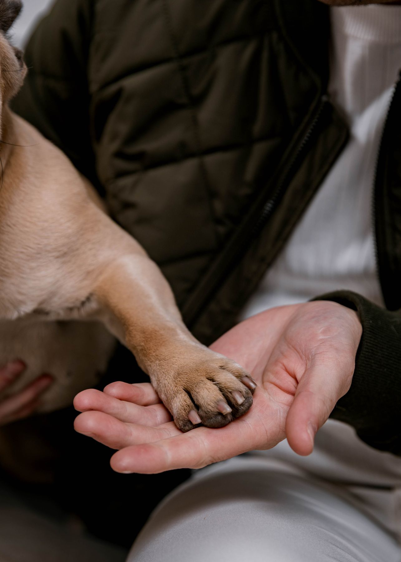 A dog&rsquo;s paw resting in Tyler&rsquo;s open hand