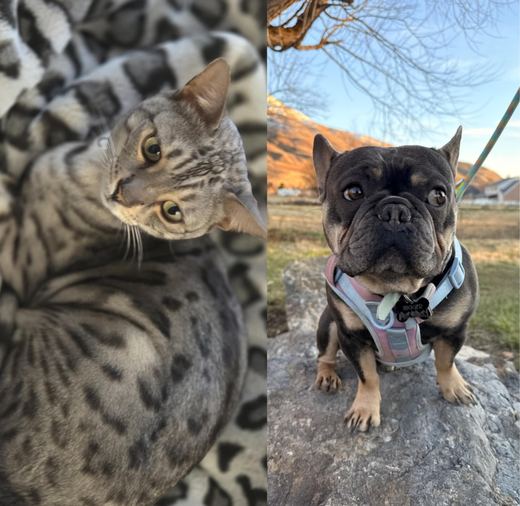 Zuko and Jagger: a silver spotted cat looking up at the camera, and a French Bulldog in a harness sitting on a rock