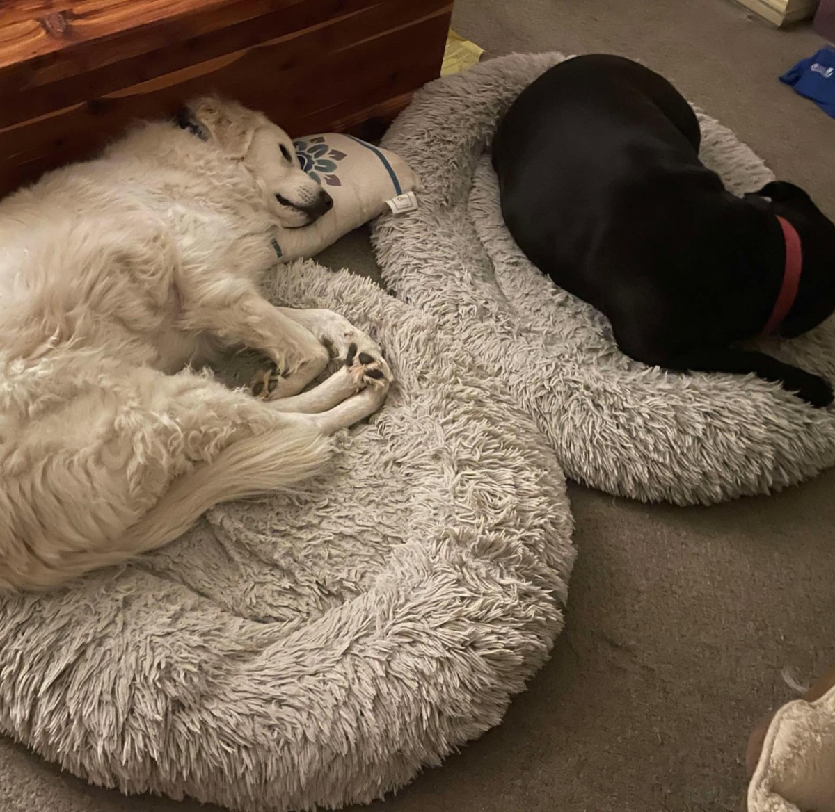 Buddy & Angel