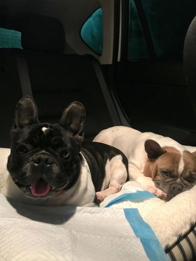 Paris, a black and white French Bulldog, resting beside Stella, a cream and fawn French Bulldog, on a soft dog bed
