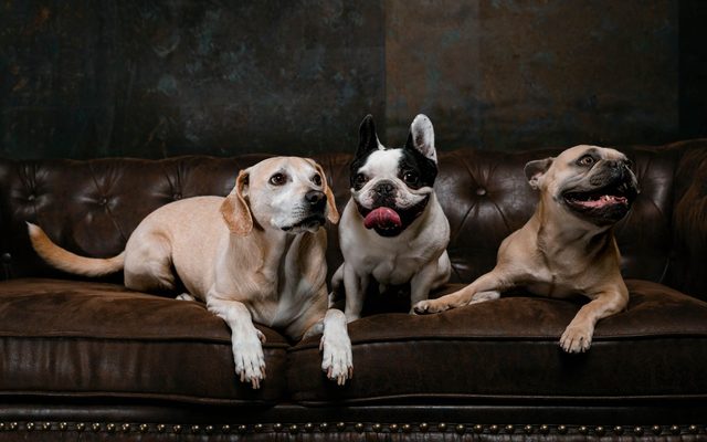 Banksy, Leo and Daisy lounging together on a brown leather sofa