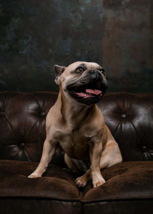 Daisy, a small fawn French Bulldog, sitting on a brown leather sofa
