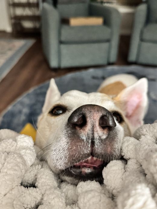 Close-up of Simon, a cream and tan dog, nose to the camera on a cozy knit blanket