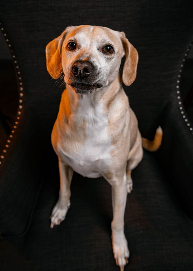 Banksy, Tyler&rsquo;s bigger dog, sitting tall on a black leather chair