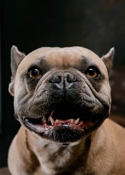 Close-up of Daisy, a small fawn French Bulldog, smiling